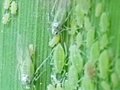 Hyalopterus pruni
